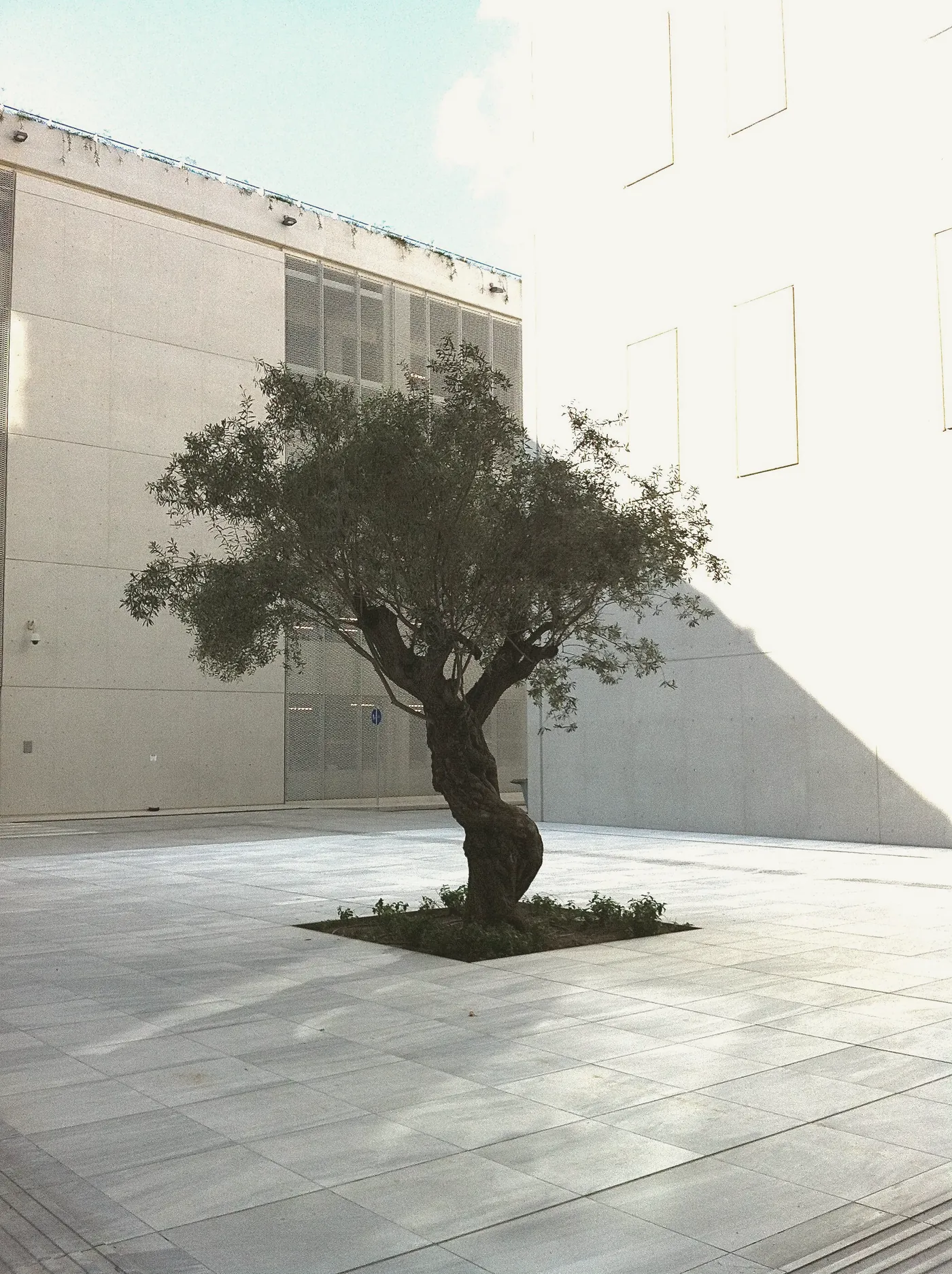 Olivo centenario plantado en un alcorque cuadrado en el centro de un patio de piedra blanca.